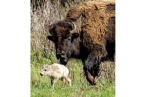 Birth of first wild White Buffalo Calf in Yellowstone prophesies a major blessing and warning